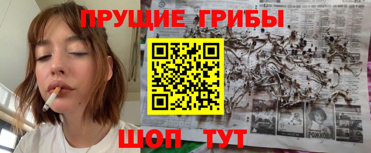 Кингисепп  цены   Галлюциногенные грибы Psilocybine cubensis  Вход с VPN  Галлюциногенные грибы прущие грибы 